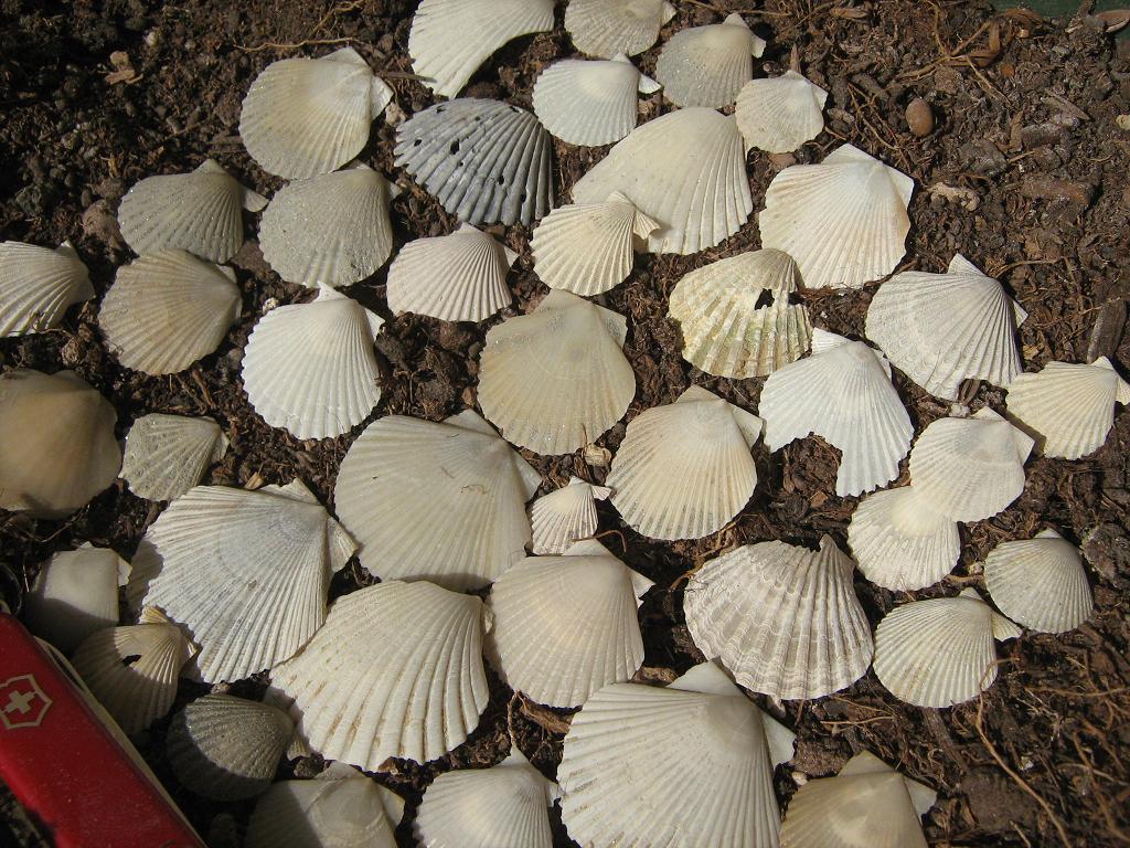 Pecten minuscoli